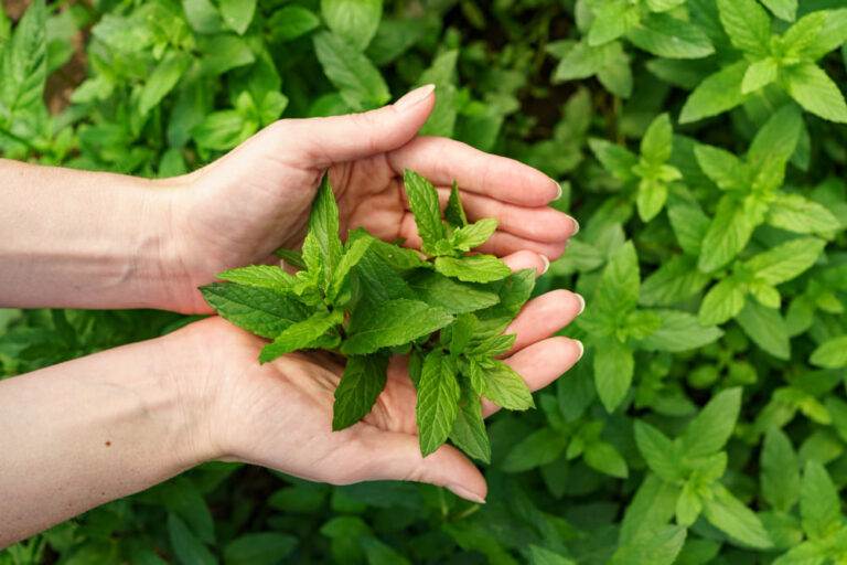 menta para la garganta